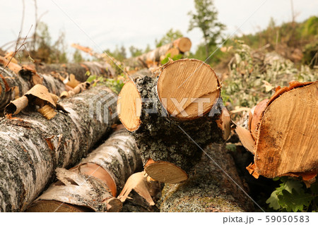 stack of long logs birch trunk sawed edge light stack of long logs birch trunk sawed edge light 59050583