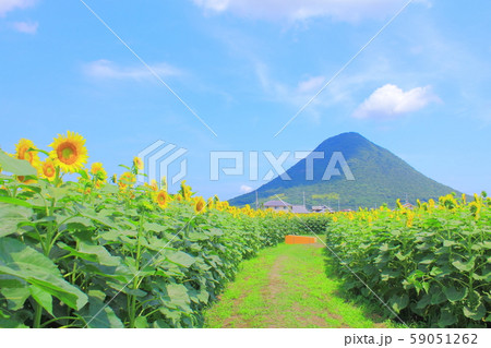 【香川県】 讃岐富士と、ひまわり畑 「飯野山」 59051262