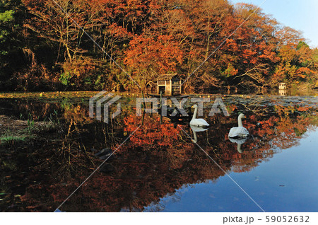 昭和の森白鳥 昭和の森白鳥 59052632