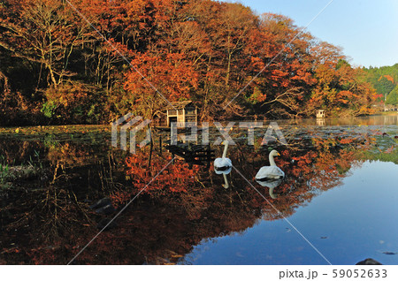 昭和の森白鳥 昭和の森白鳥 59052633