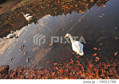 昭和の森白鳥 59052788