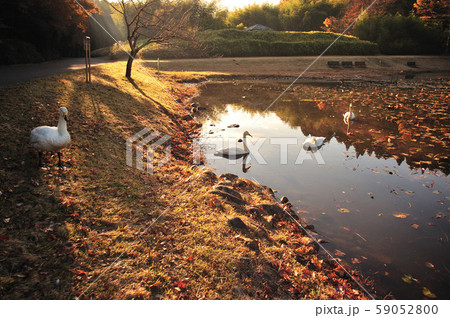 昭和の森白鳥 59052800