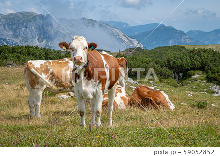 the Alpine cows graze in a mountain meadow in summer time 59052852
