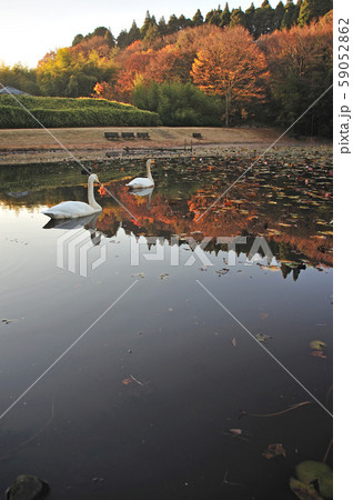 昭和の森白鳥 59052862