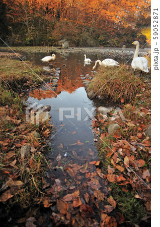 昭和の森白鳥 59052871