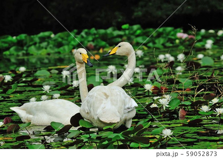昭和の森白鳥 59052873