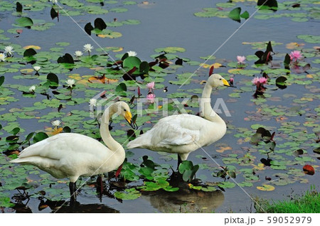 昭和の森白鳥 昭和の森白鳥 59052979