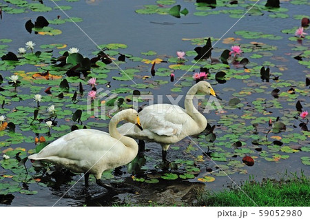 昭和の森白鳥 59052980