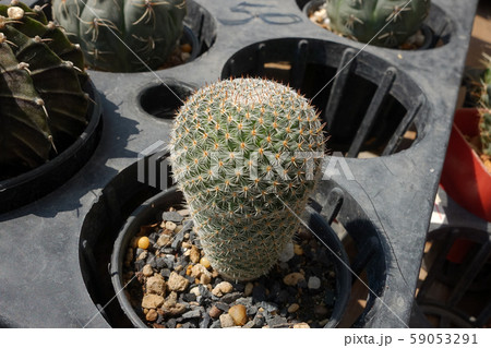 Cactus in the garden, Thailand 59053291