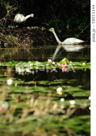 昭和の森白鳥 昭和の森白鳥 59053344