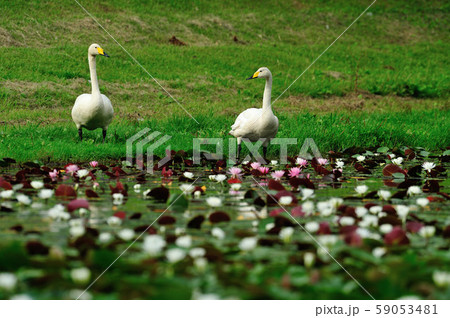 昭和の森白鳥 59053481