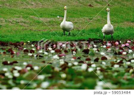 昭和の森白鳥 59053484