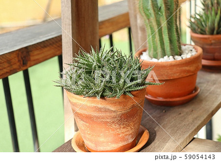 Beautiful small cactus for decoration Beautiful small cactus for decoration 59054143