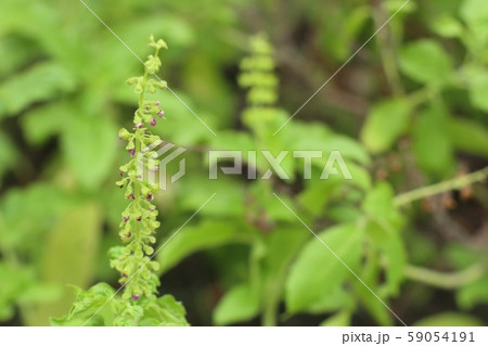 basil plant in the nature basil plant in the nature 59054191