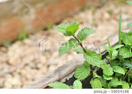 Peppermint plant in the nature Peppermint plant in the nature 59054198