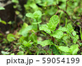 Peppermint plant in the nature 59054199