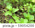 Peppermint plant in the nature 59054200