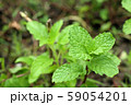 Peppermint plant in the nature 59054201