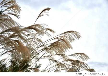 ススキ・秋イメージ・晩秋イメージ ススキ・秋イメージ・晩秋イメージ 59054215