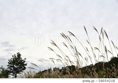 ススキ・秋イメージ・晩秋イメージ 59054216