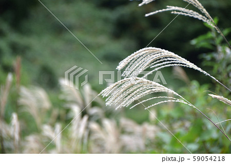 ススキ・秋イメージ・晩秋イメージ ススキ・秋イメージ・晩秋イメージ 59054218