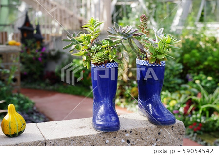 多肉植物 寄せ植え 長靴