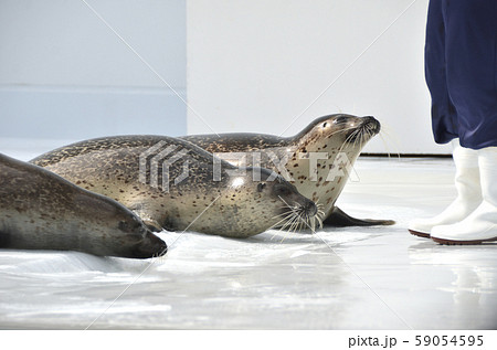 アザラシ・飼育・水族館 アザラシ・飼育・水族館 59054595