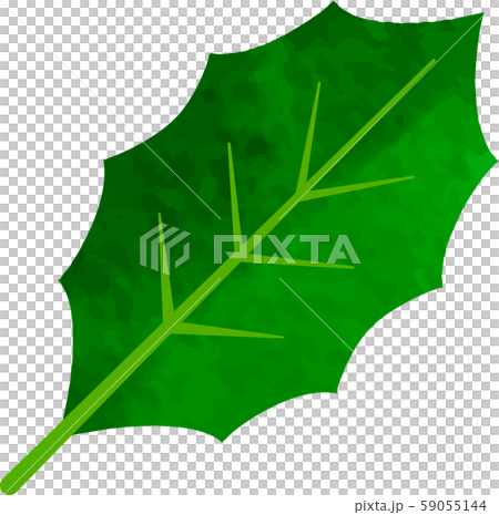 Hiiragi_illustration_vector_hollywood_setsubun_christmas_leaves_green 59055144