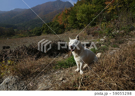 山 森 紅葉 59055298