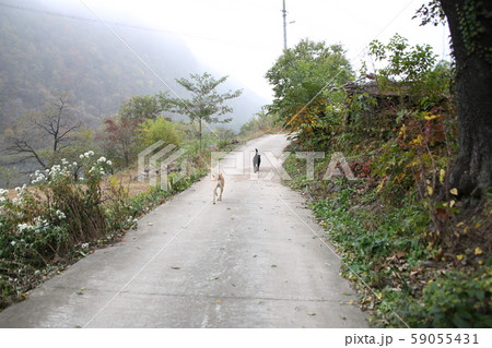 東江 朝 川 59055431