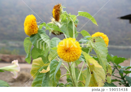 東江 朝 川 59055438