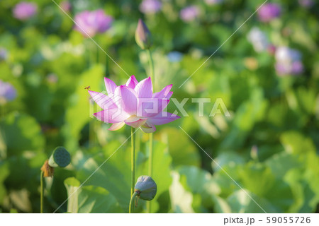 臼杵石仏公園のハス畑 臼杵石仏公園のハス畑 59055726
