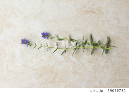 植物 自然 フル 59056782