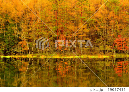 初秋の奥蓼科 紅葉の御射鹿池 初秋の奥蓼科 紅葉の御射鹿池 59057455