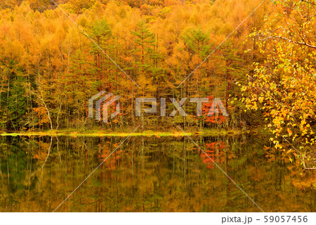 初秋の奥蓼科 紅葉の御射鹿池 初秋の奥蓼科 紅葉の御射鹿池 59057456