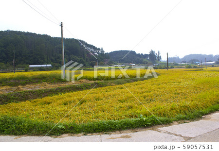 田舎 風景 秋 59057531