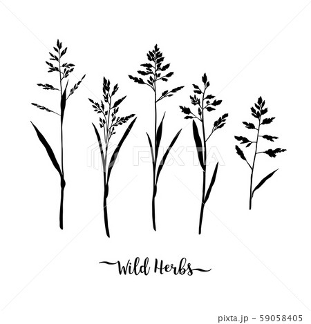 Grass black silhouettes, Wild herbs isolated, Meadow grass. Vector floral illustration Grass black silhouettes, Wild herbs isolated, Meadow grass. Vector floral illustration 59058405