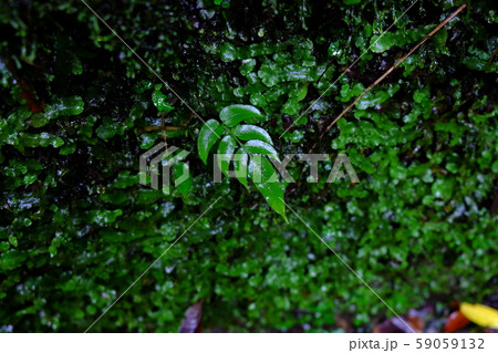 山野狭龍頭峡歩道の山道20171014その31 山野狭龍頭峡歩道の山道20171014その31 59059132