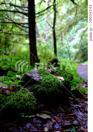山野狭龍頭峡歩道の山道20171014その４２ 59059143