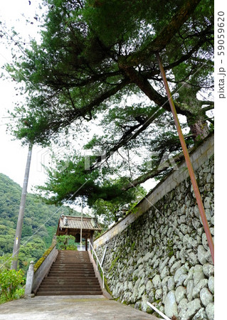 山野狭光明寺の五葉松その３ 59059620