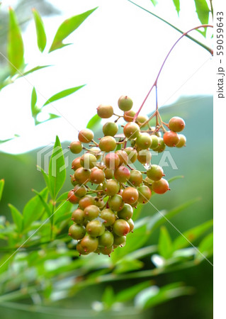山野狭光明寺の五葉松その18 山野狭光明寺の五葉松その18 59059643