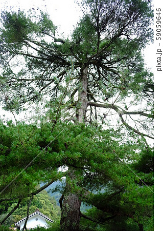 山野狭光明寺の五葉松その21 山野狭光明寺の五葉松その21 59059646
