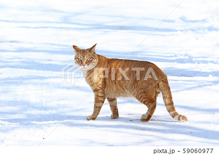 雪面に佇むイエネコ（ノラネコ）［2-1］ 59060977