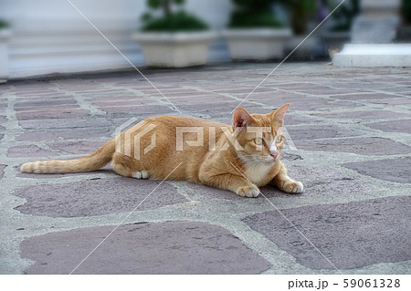 スフィンクスポーズの猫 59061328
