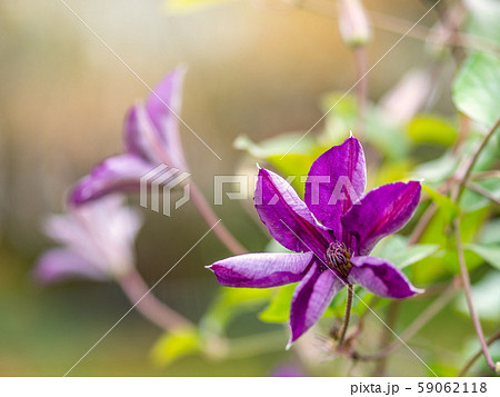 Large purple flowers in the sunset light. Large purple flowers in the sunset light. 59062118