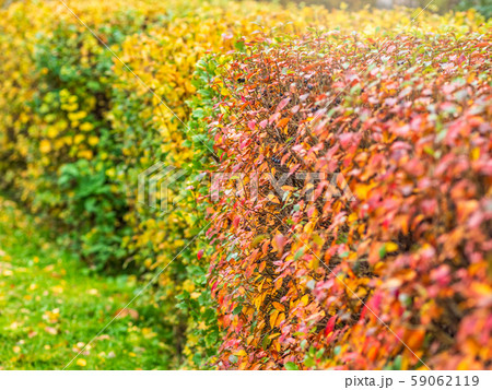 Autumn branches with orange, green and yellow leaves 59062119