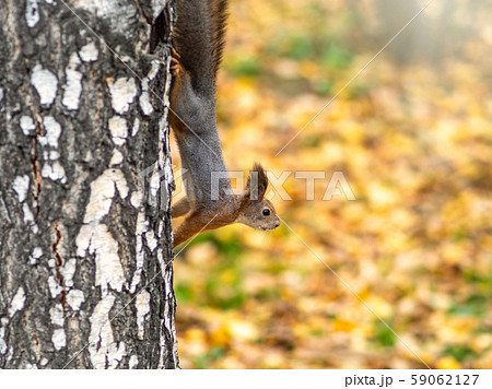 Autumn squirrel climbs down the tree trunk. Autumn squirrel climbs down the tree trunk. 59062127