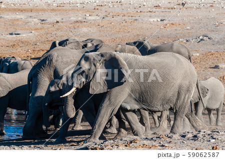 Close up of a Herd of African Elephants Bathing and Drinking in a Waterhole Close up of a Herd of African Elephants Bathing and Drinking in a Waterhole 59062587