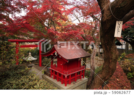 日野市高幡不動尊　五重塔と紅葉 59062677