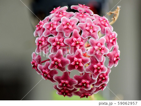 HOYA Redflower HOYARed 59062957
